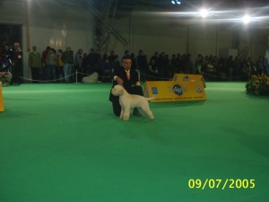 bellezza del lagotto