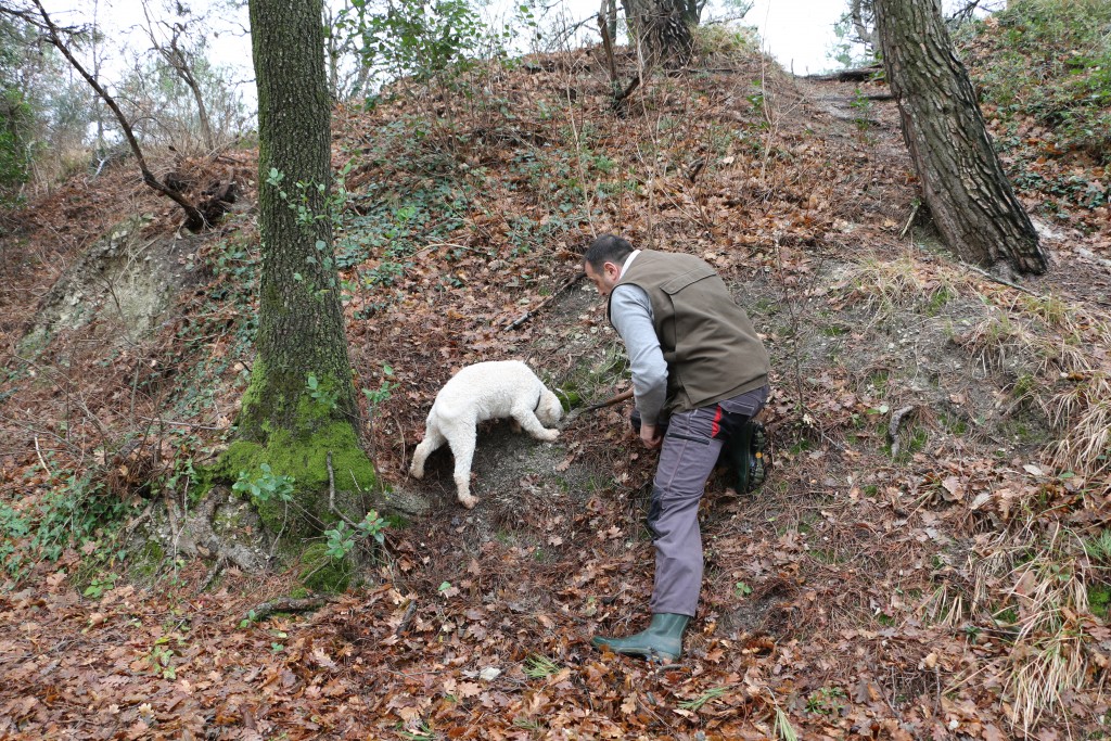 ricerca del tartufo con cane lagotto